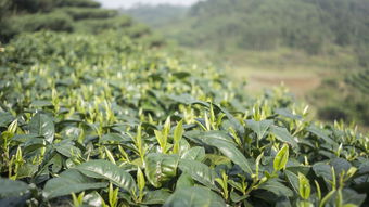 玉山春茶叶品牌，品味千年的茶文化精粹