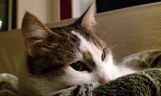 最便宜的猫铲子品牌大解析，省钱养猫攻略大放送！