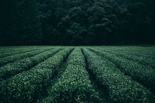 五峰茶叶品牌，品味山水间的茶香传奇