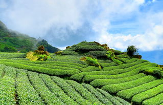 五峰茶叶品牌，品味山水间的茶香传奇