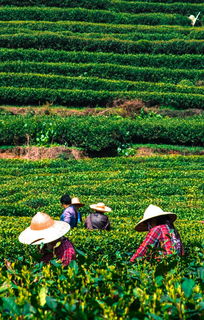 五峰茶叶品牌，品味山水间的茶香传奇