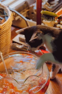 探索猫咪零食的世界