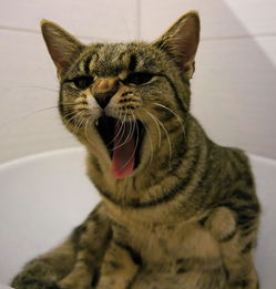 猫咪口腔健康也重要！盘点日本热门猫漱口水品牌
