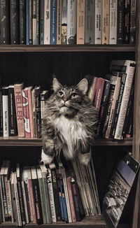 揭秘领家猫粮玩具，品牌背后的故事与独特魅力
