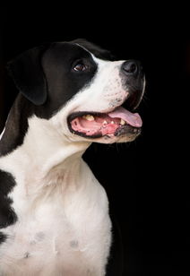 小型犬狗粮铲子推荐品牌大解密，让你的小狗狗吃得健康又开心！