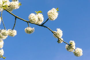 樱花漫舞，名字带樱花的奶茶品牌故事与魅力解析