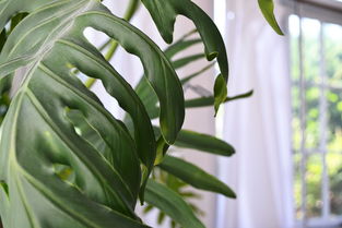 植物卫生纸品牌推荐，绿色生活之选