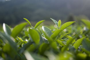 福建比较出名的茶叶品牌解析