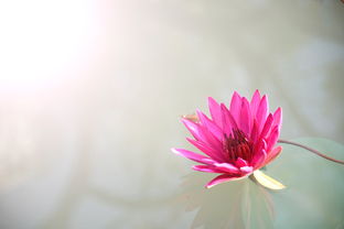 什么品牌卫生纸有花纹？一篇带你了解那些带花纹的卫生纸品牌
