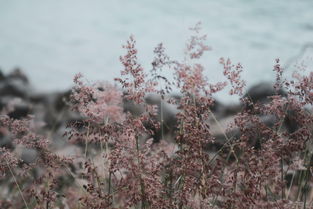 樱花沐浴露品牌推荐，那些与樱花有关的温馨沐浴时光