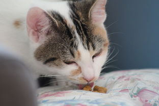 猫爪手链品牌排名大揭秘