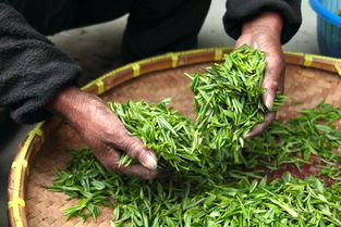 湛江正规品牌茶叶加盟，开启您的茶叶事业新篇章