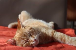 猫咪杀手，盘点那些被猫咪毁掉的沙发品牌
