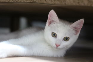 猫咪尿不湿品牌大比拼