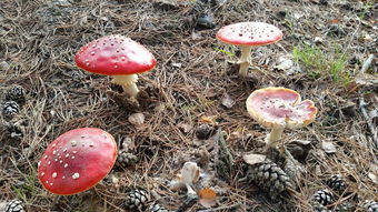 为9个月大婴儿精心挑选零食
