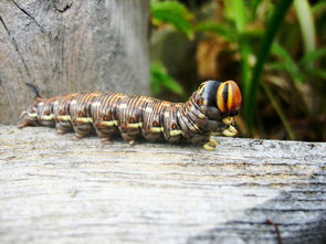 1.卡特彼勒（Caterpillar）