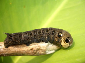 1.卡特彼勒（Caterpillar）
