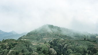 茶叶品牌宣传策划，从茶园到消费者心中的桥梁