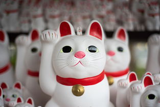 乖乖猫品牌卫生纸图片大赏，品质生活的贴心选择