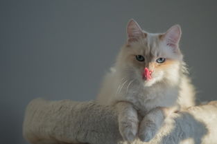 揭秘猫咪漱口水品牌排行榜，哪款最适合你的爱宠？