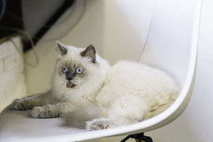 揭秘水龙头品牌猫爷，品质生活从一滴开始