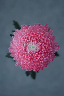 羊小咩享花卡，买什么能套出最大优惠？