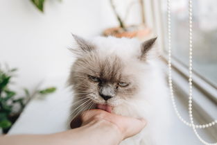猫零食品牌大盘点，美味与健康兼备的猫咪天堂