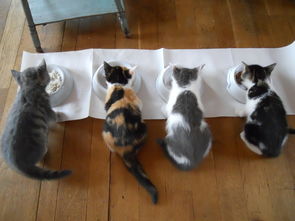 猫零食品牌大盘点，美味与健康兼备的猫咪天堂