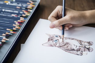 猫咪专用铅笔推荐品牌全解析