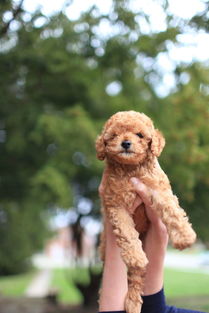 泰迪犬专用尿不湿品牌大比拼