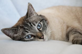 小奶猫奶嘴质量好的品牌大解析