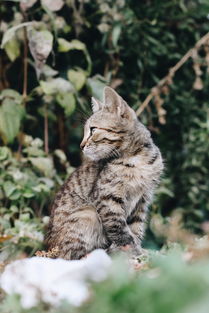 猫咪羊奶粉加奶嘴，选这个品牌准没错！