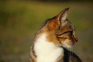 宠物猫咪用品铲子推荐品牌全解析