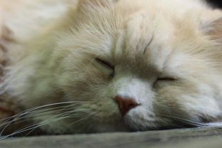 猫咪干洗神器大揭秘，这些品牌让你轻松应对猫咪毛发打理难题！
