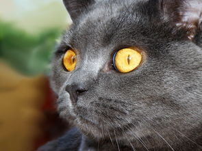 猫沐浴露品牌推荐指南，为爱猫的您精选优质品牌