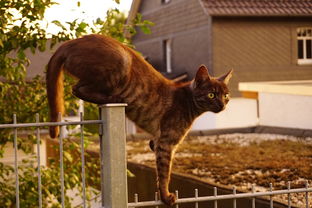 悉尼猫咪沐浴露品牌，品质之选，猫咪的专属呵护