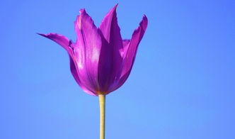 白条当当面花开，提现无忧更便捷