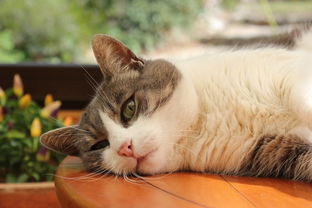 揭秘猫用漱口水品牌，让你的猫咪口腔健康无忧！