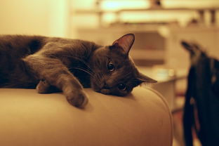 揭秘猫用漱口水品牌，让你的猫咪口腔健康无忧！