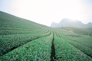 优秀茶叶品牌案例解析，从茶园到茶杯的成功之道