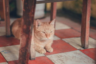 最便宜的猫铲子品牌大揭秘，省钱养猫攻略来袭！