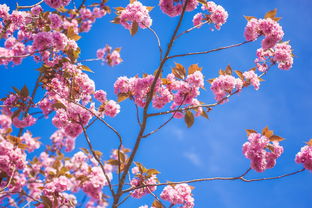 日本樱花洗面奶品牌大盘点，美肤界的樱花雨来袭！