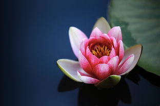 莲花附近舞蹈培训品牌—舞动青春，绽放魅力