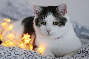 推荐的猫砂铲子品牌有哪些？养猫族的福音来了！