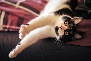 推荐的猫砂铲子品牌有哪些？养猫族的福音来了！